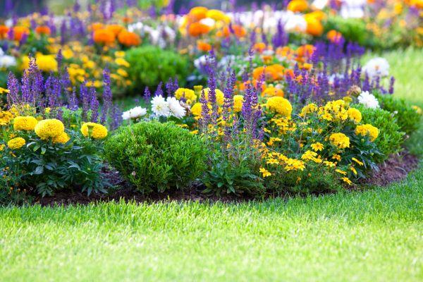 Flower Bed Maintenance in Laguna Niguel