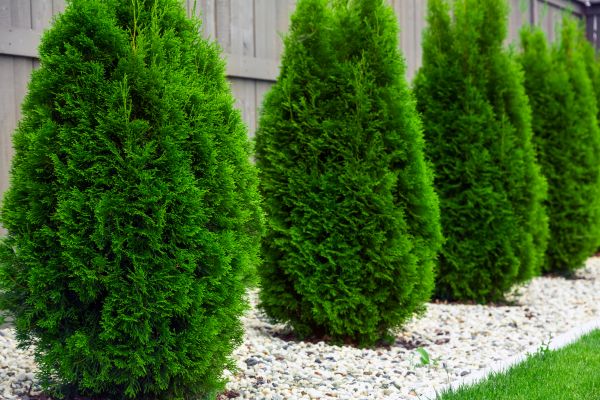 Arborvitae Planting in Laguna Niguel