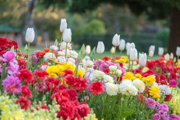 Gardening Service in Laguna Niguel