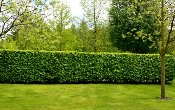 Hedge Planting in Laguna Niguel