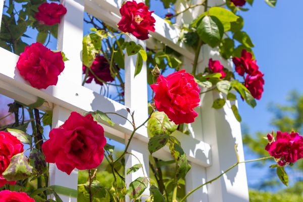 Home Gardening Service in Laguna Niguel