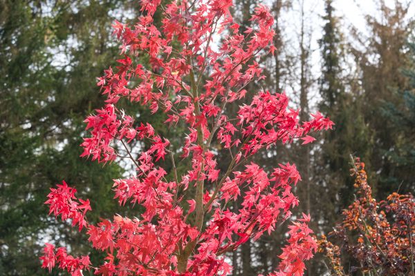 Japanese Maple Planting in Laguna Niguel