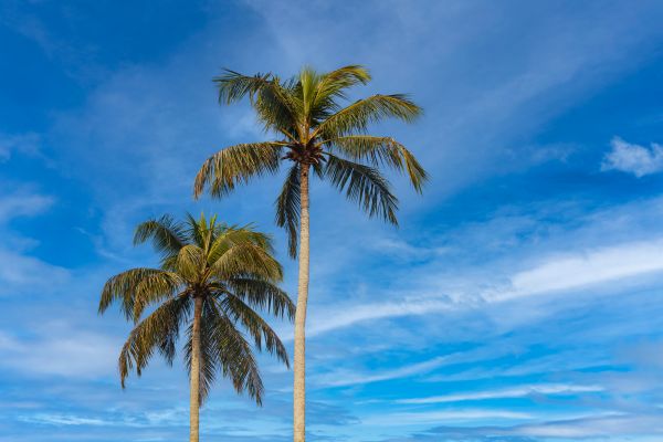 Palm Tree Planting in Laguna Niguel