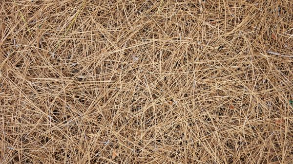 Pine Needles Delivery in Laguna Niguel