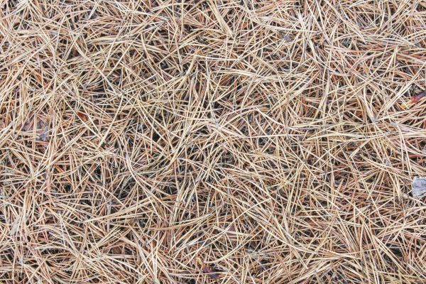 Pine Straw Installation in Laguna Niguel