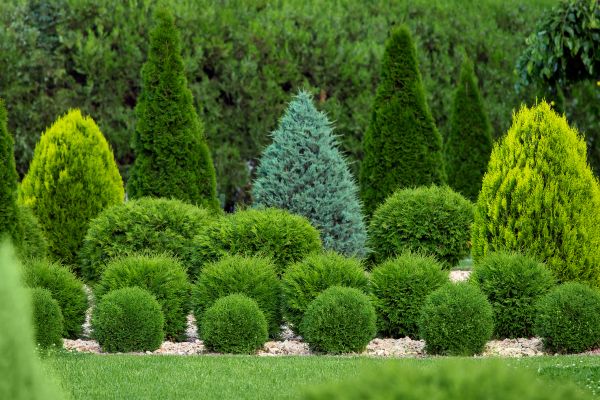 Shrub Replacement in Laguna Niguel