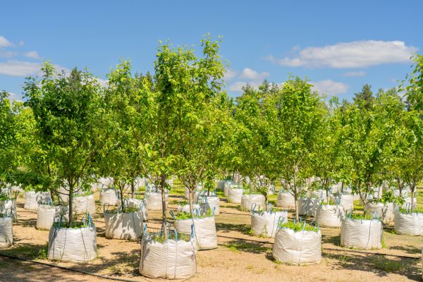 Tree Planting Service in Laguna Niguel