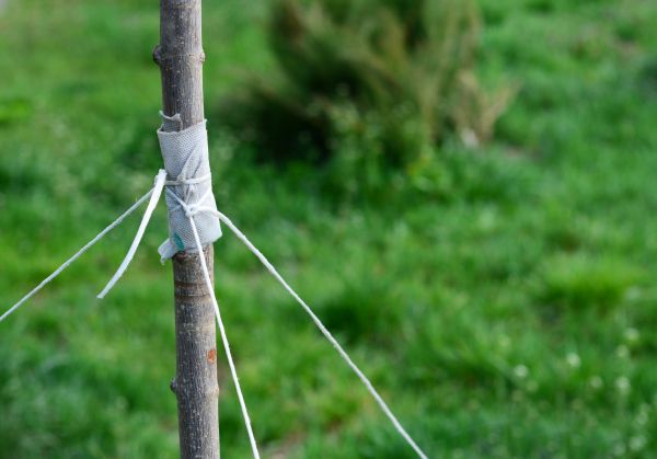 Tree Staking Service in Laguna Niguel