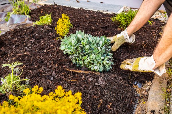 Weeding And Mulching in Laguna Niguel