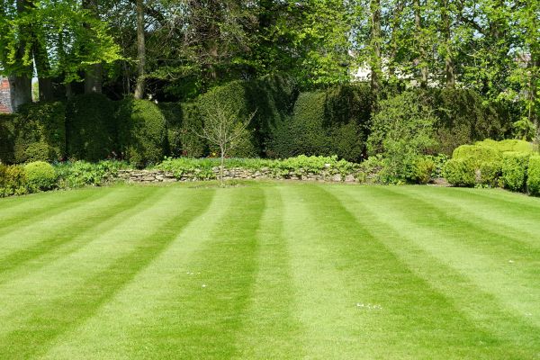 Lawn Renovation in Laguna Niguel