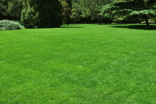 Lawn Landscaping in Laguna Niguel