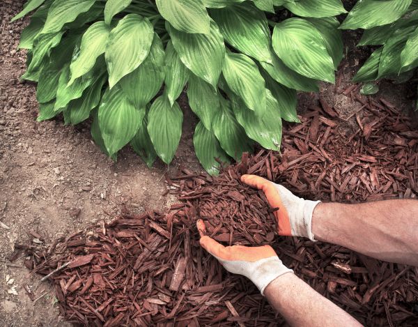 Shredded Mulch Service in Laguna Niguel