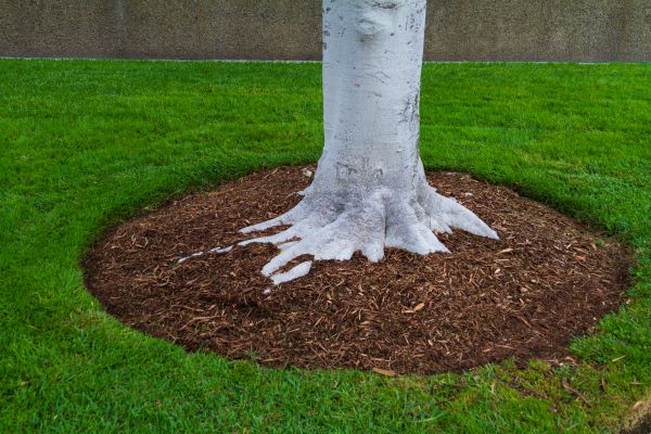 Brown Mulch Installation in Laguna Niguel