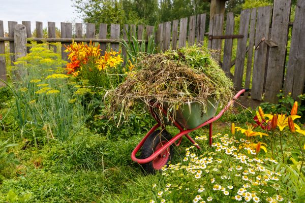 Garden Cleanup Service in Laguna Niguel