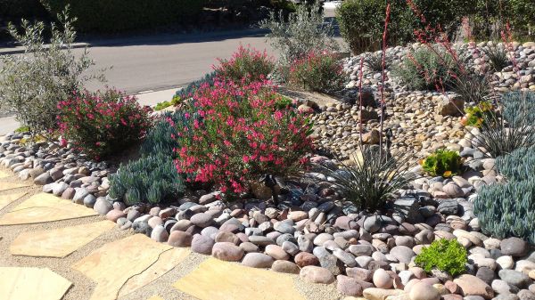 Xeriscape Landscaping in Laguna Niguel