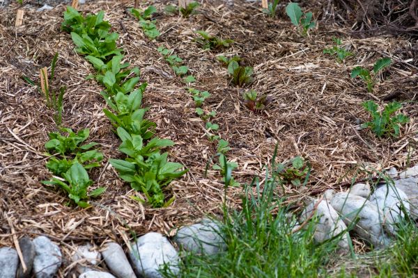 Mulch Service in Laguna Niguel