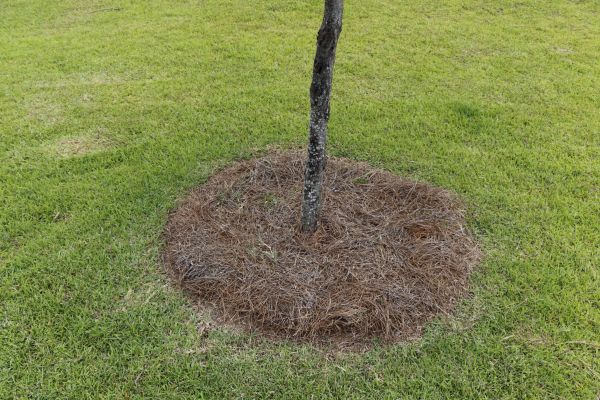 Pine Straw Spreading in Laguna Niguel