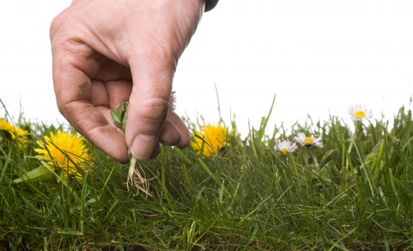 Lawn Weeding in Laguna Niguel