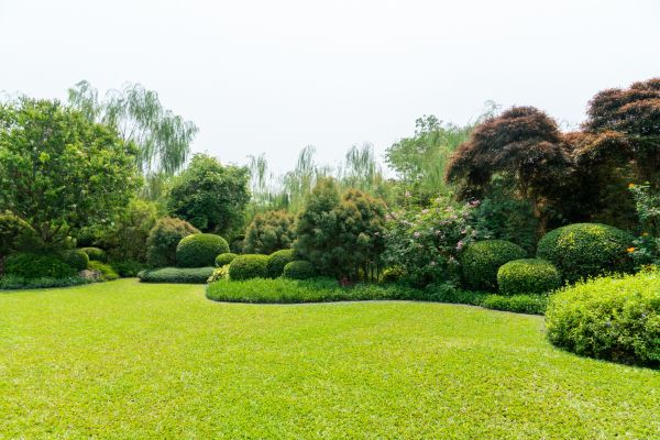 Tree Landscaping in Laguna Niguel