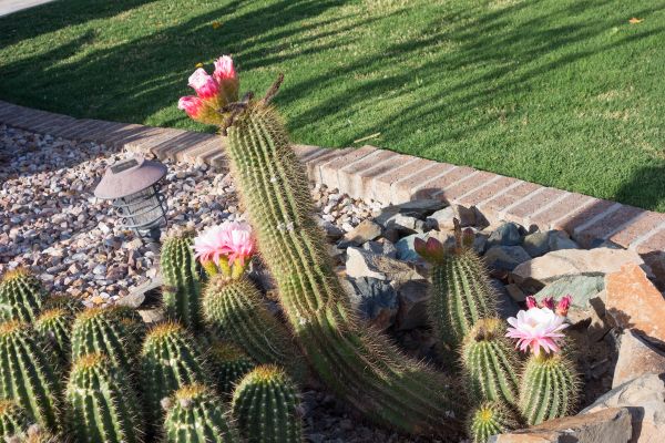 Desert Landscaping in Laguna Niguel
