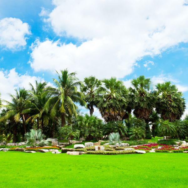 Tropical Landscaping in Laguna Niguel