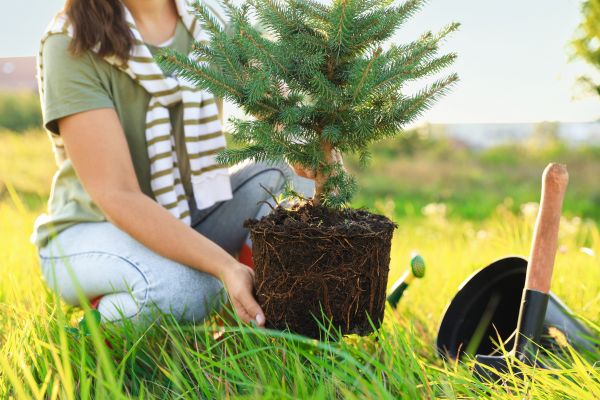 Spruce Tree Planting in Laguna Niguel