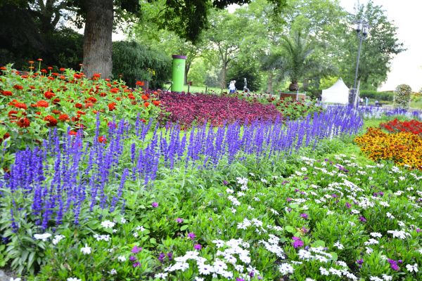 Perennials Planting in Laguna Niguel