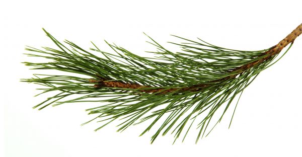 Pine Needles Installation in Laguna Niguel