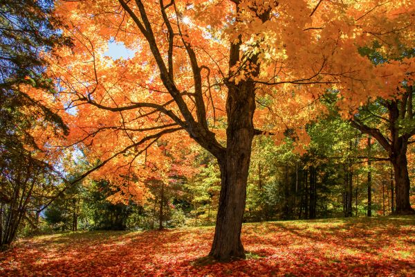 Maple Tree Planting in Laguna Niguel
