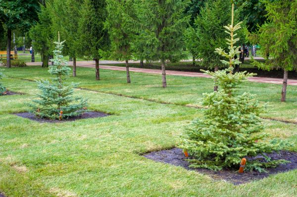 Privacy Trees Planting in Laguna Niguel