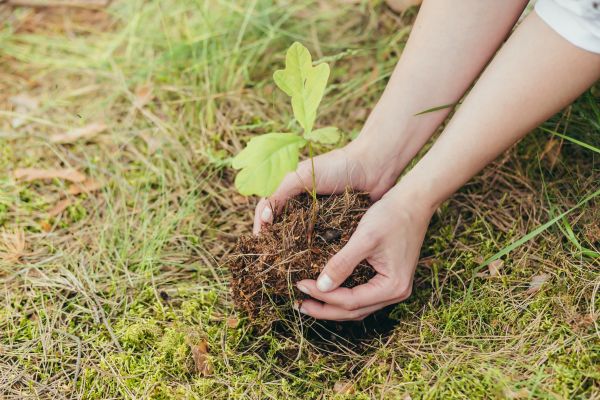 Oak Tree Planting in Laguna Niguel