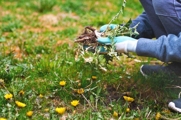Flower Bed Clearing in Laguna Niguel