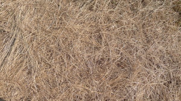 Pine Straw Replacement in Laguna Niguel