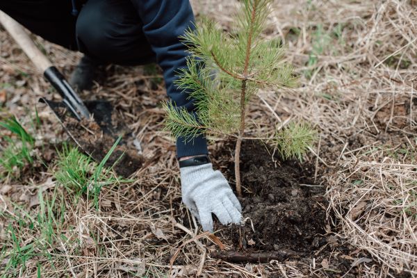 Pine Tree Planting in Laguna Niguel