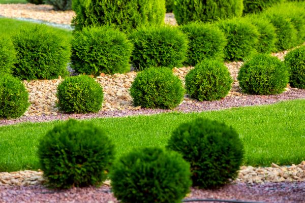 Bush Replacement in Laguna Niguel