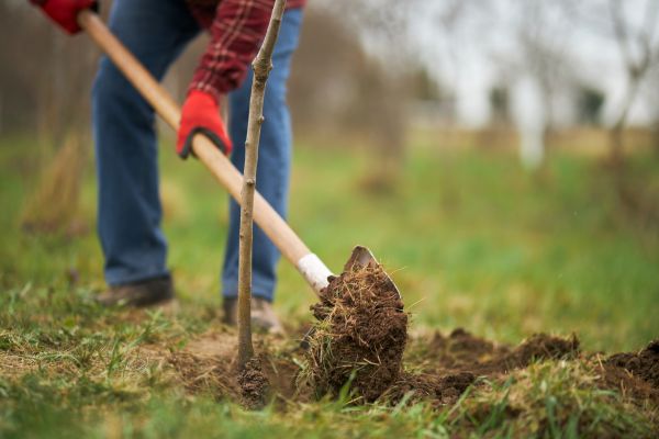 Trees Planting in Laguna Niguel