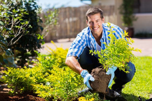 Shrub Landscaping in Laguna Niguel