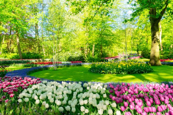 Flower Landscaping in Laguna Niguel