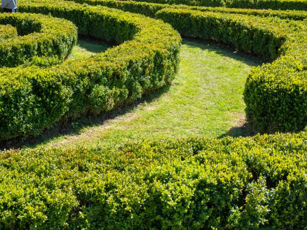Bush Landscaping in Laguna Niguel