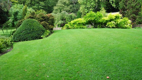 Commercial Landscape Design in Laguna Niguel