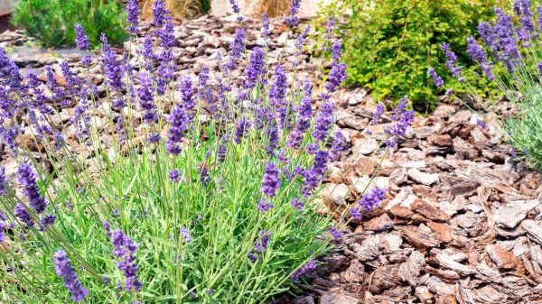 Pine Bark Landscaping in Laguna Niguel