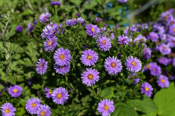 Perennial Flower Planting in Laguna Niguel