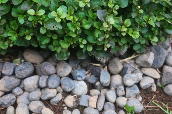 River Stone Installation in Laguna Niguel