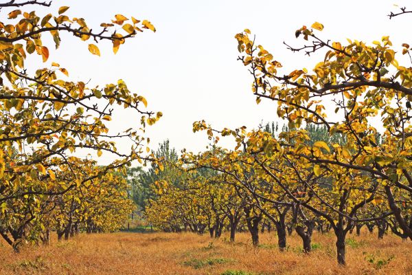 Pear Tree Planting in Laguna Niguel