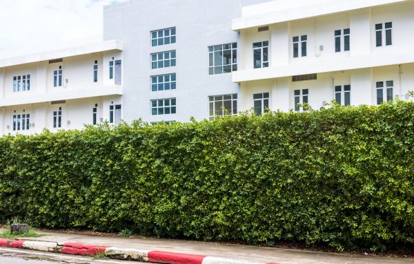 Privacy Landscaping in Laguna Niguel