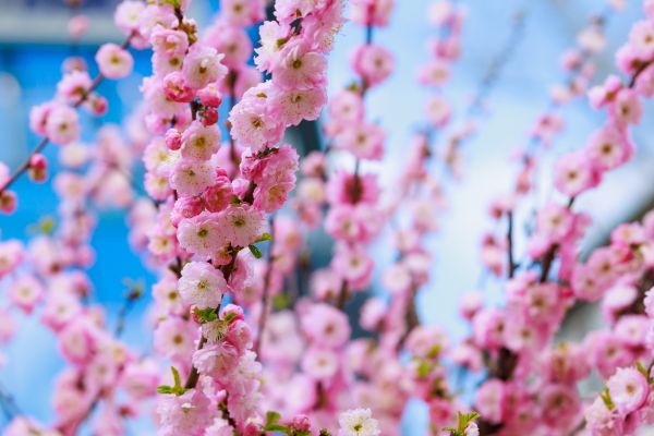 Japanese Cherry Tree Planting in Laguna Niguel