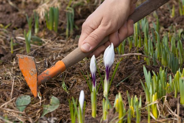 Flower Garden Weeding in Laguna Niguel
