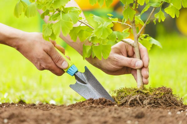 Fruit Tree Planting in Laguna Niguel