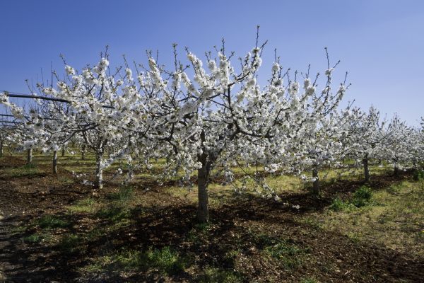 Orchard Planting in Laguna Niguel
