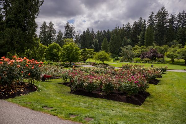 Flower Garden Landscaping in Laguna Niguel